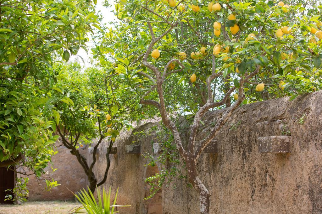 Agroturismo Es Pla De Llodra Manacor  Dış mekan fotoğraf
