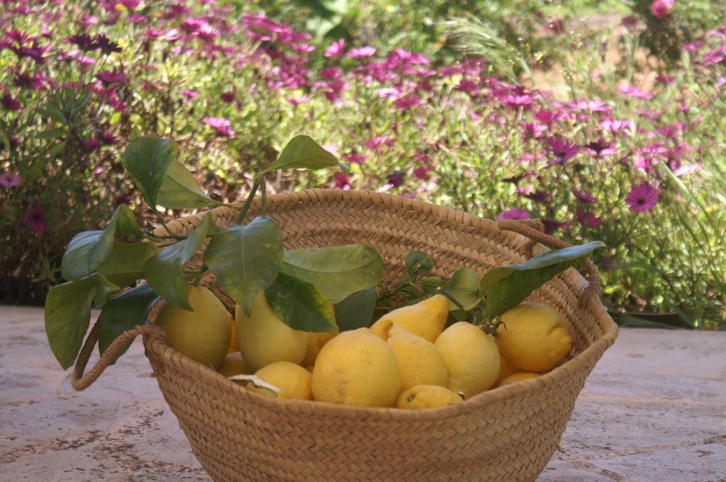 Agroturismo Es Pla De Llodra Manacor  Oda fotoğraf
